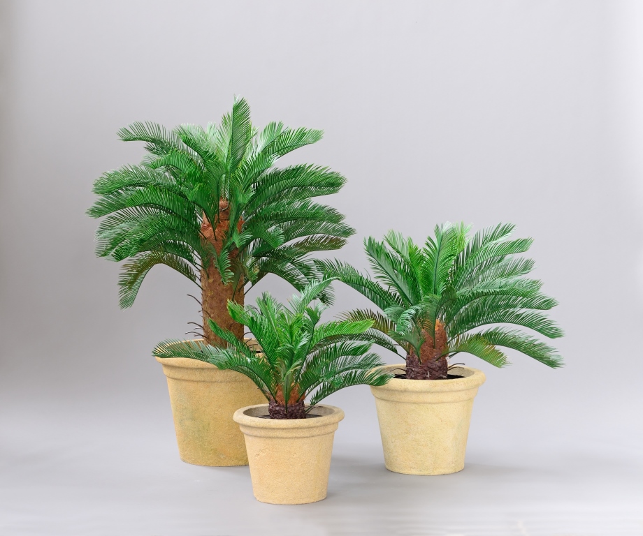 Cycas Palme