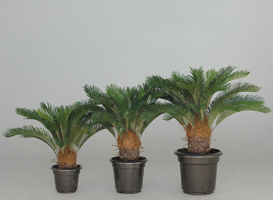 Cycas Palme