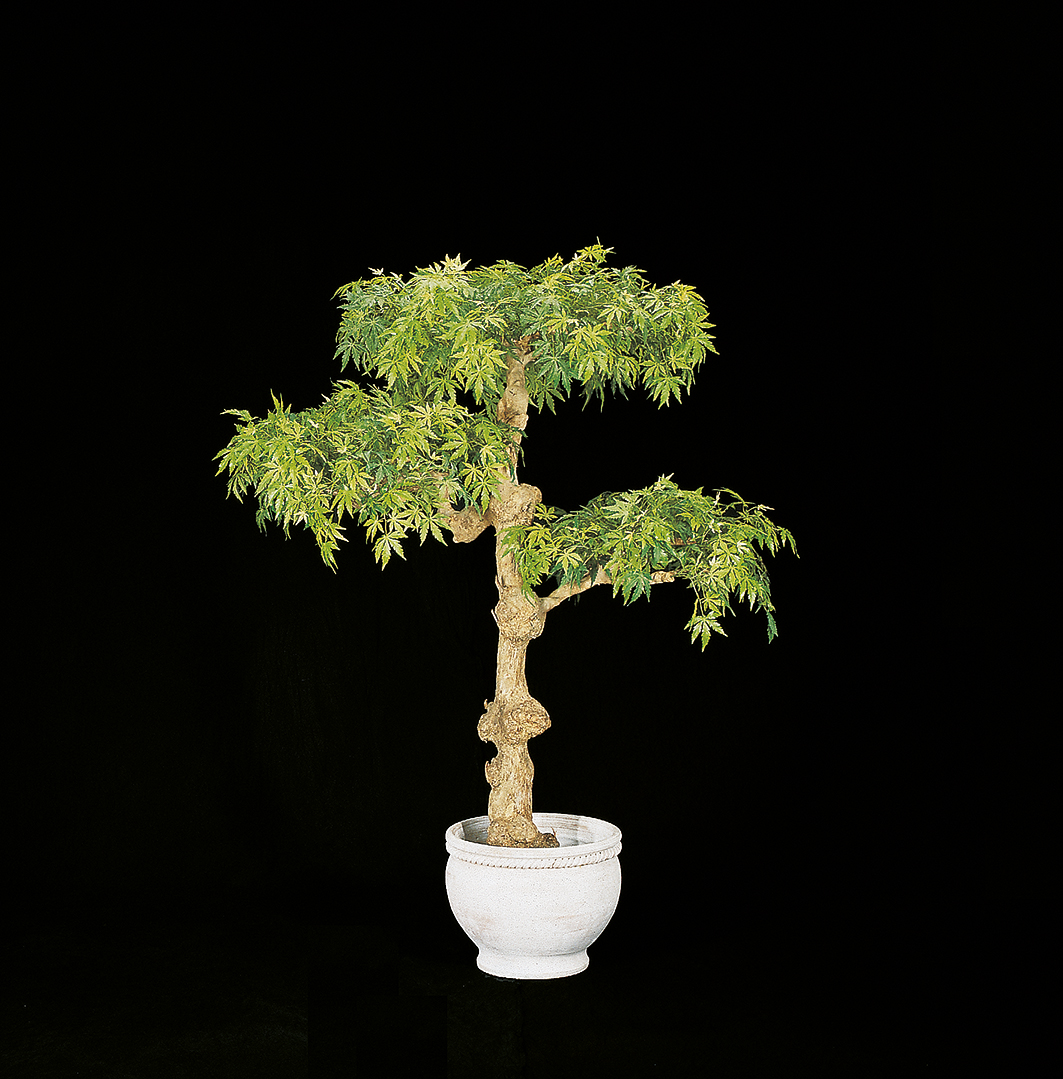 Ahorn auf Kaffeestamm  (PODO)