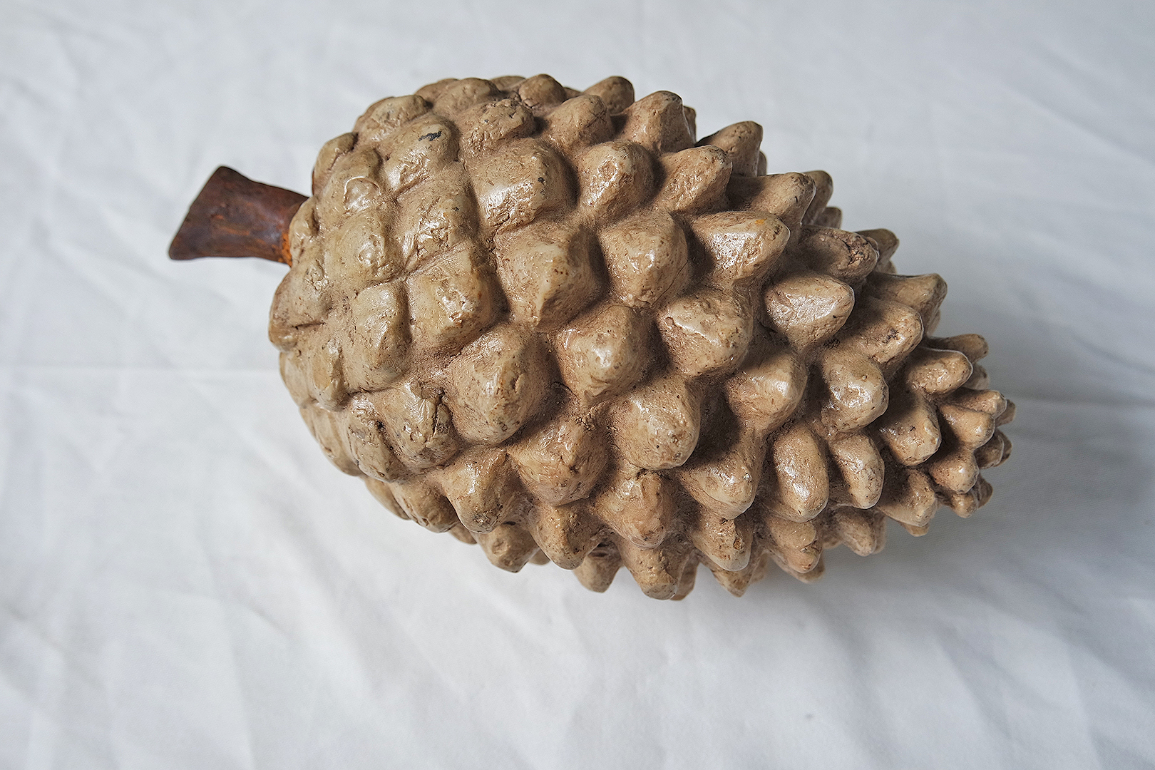 Pine Cone