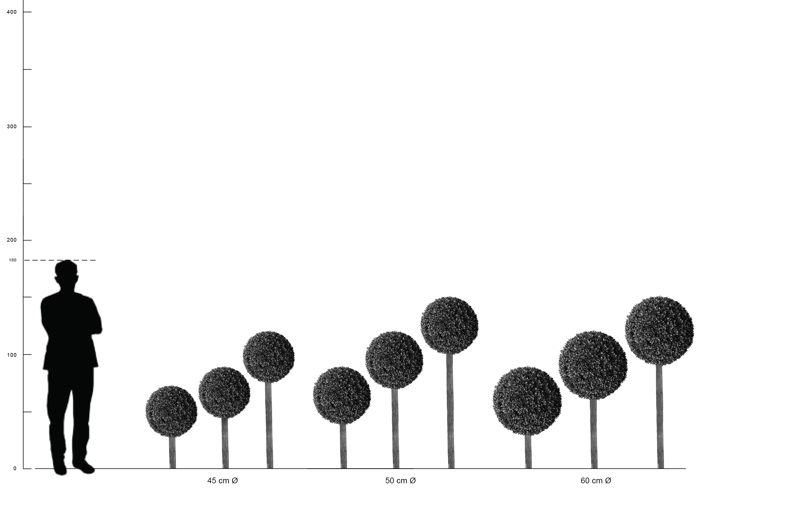 Buchsbaum Kugel 60 cm Durchmesser