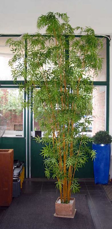 Bambus japanisch