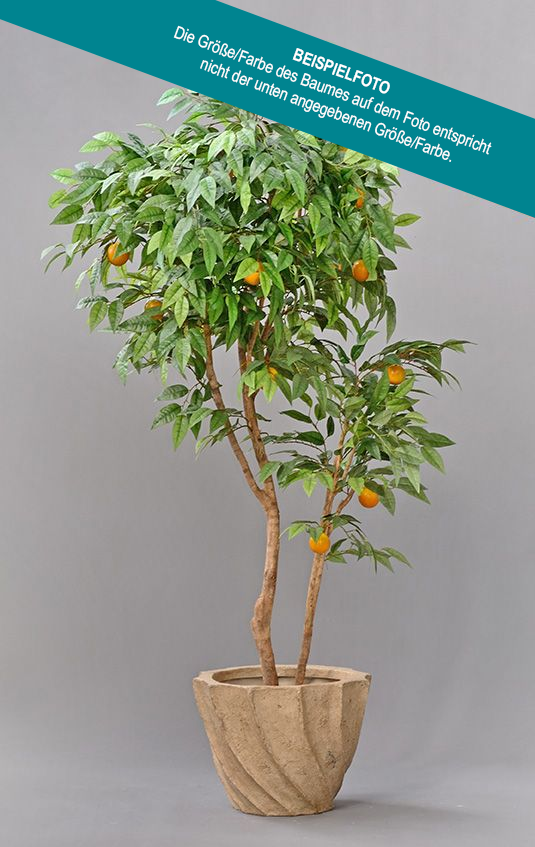 Citrusbaum mit Früchte
