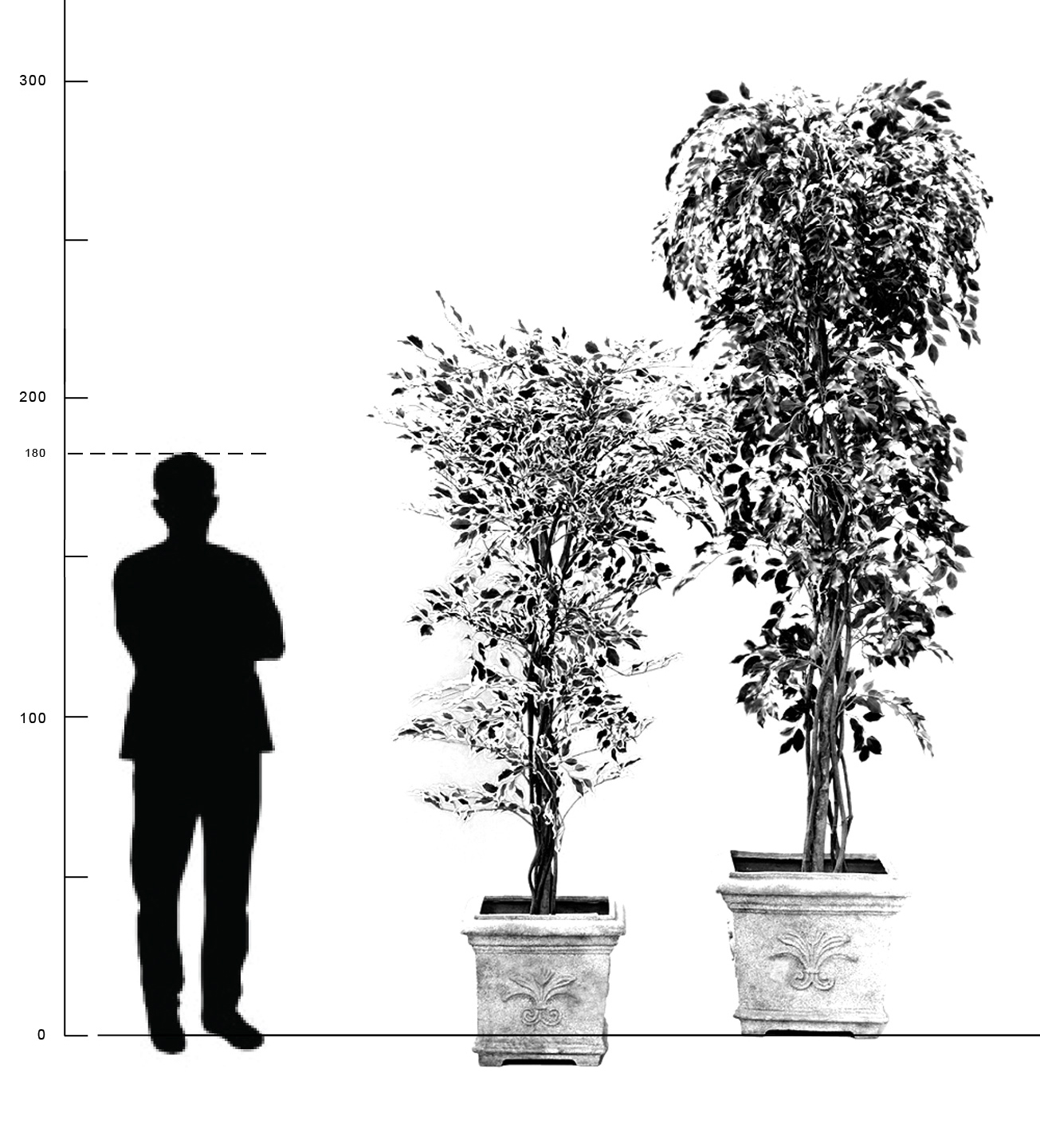 Ficus Grandiosa