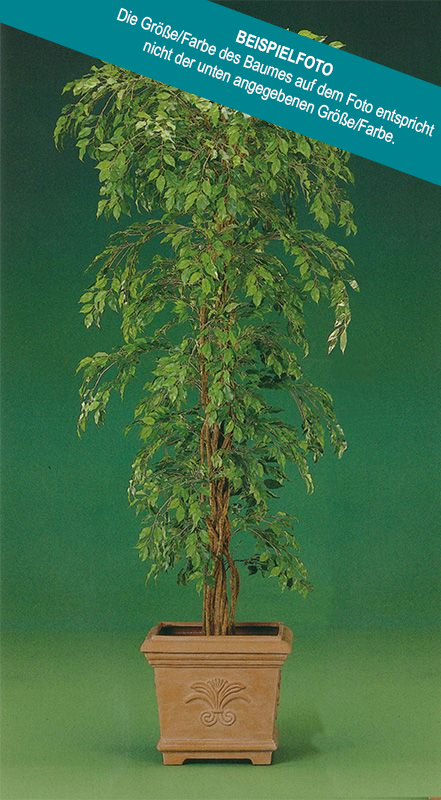 Ficus Grandiosa